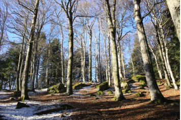 Bois de Jametton Anne M